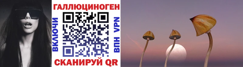 Галлюциногенные грибы Psilocybe  Балтийск 